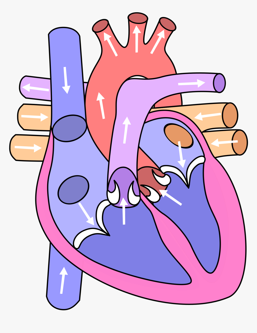 Diagram Of Fetal Circulation Clipart 3 By Anna - Circulatory System Heart Without Labels, HD Png Download, Free Download