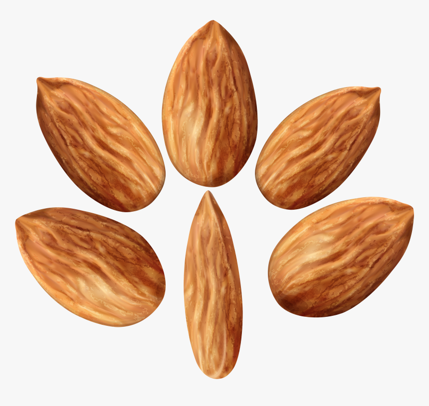 Almonds Set Png Clip Art Image - Portable Network Graphics, Transparent Png, Free Download