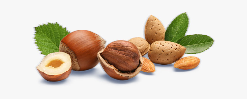 Hazelnut With Transparent Background, HD Png Download, Free Download