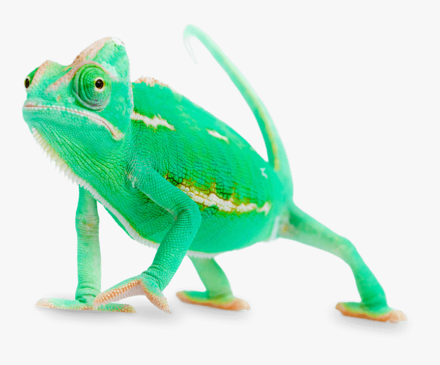 Chameleon From Survey Monkey, HD Png Download, Free Download