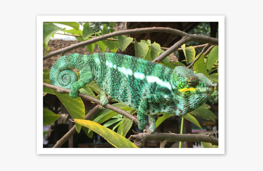 Male Panther Chameleons Nosy Komba Mrci - Common Chameleon, HD Png Download, Free Download