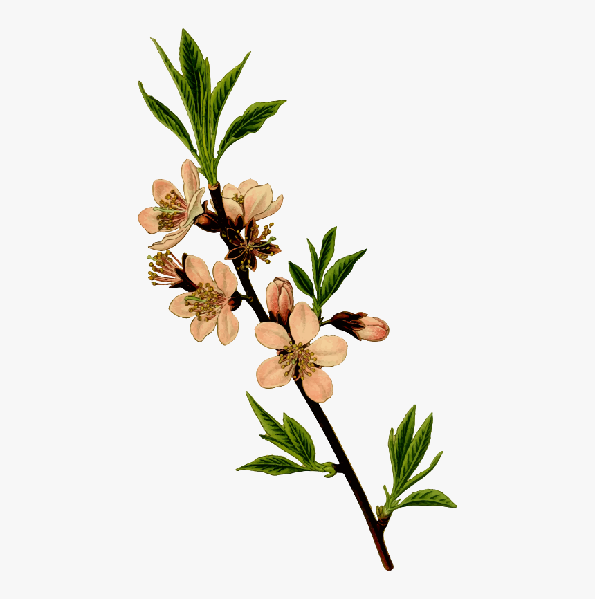 Plant,flower,leaf - Almond Tree Clip Art, HD Png Download, Free Download