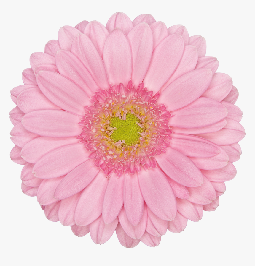 Barberton Daisy, HD Png Download, Free Download