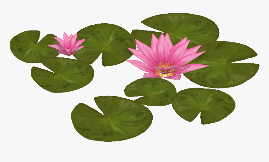 Transparent Plant Top View Png - Water Lily Plan View, Png Download, Free Download