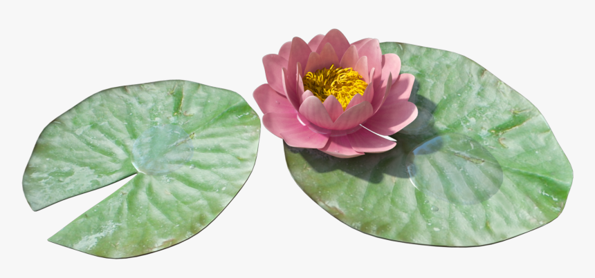 Water Lily Png - Water Lily Leaf Transparent, Png Download, Free Download