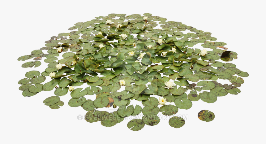 Water Lily Pond Png - Aquatic Plants Png, Transparent Png, Free Download
