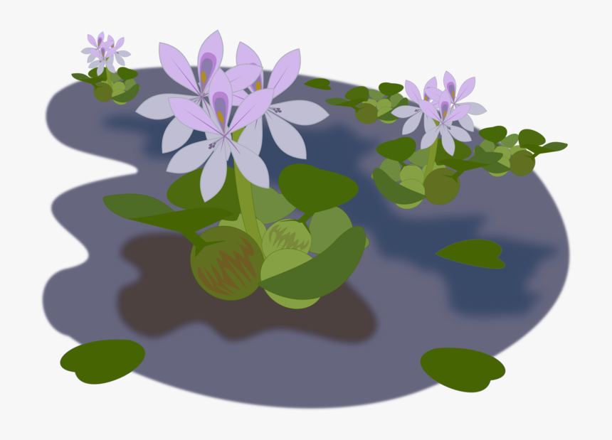 Transparent Water Clip Art - Water Hyacinth Clipart, HD Png Download, Free Download