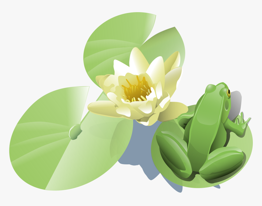 Plant,flora,petal - Lily Pad Clip Art, HD Png Download, Free Download