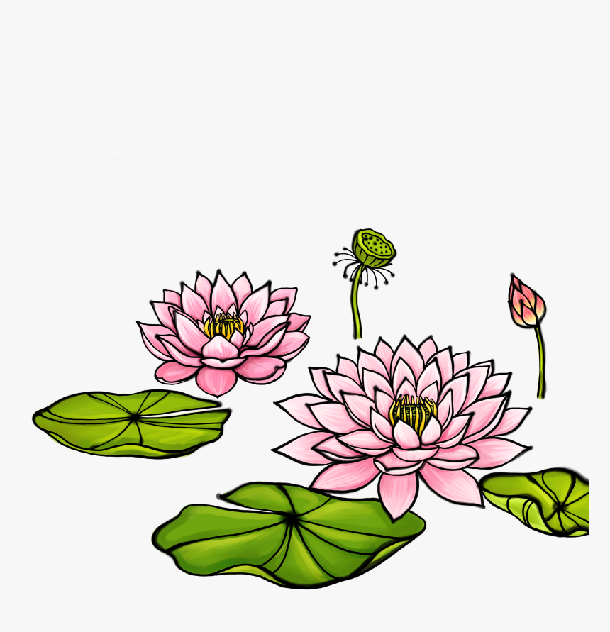 Bud Drawing Water Lily - Illustration, HD Png Download, Free Download