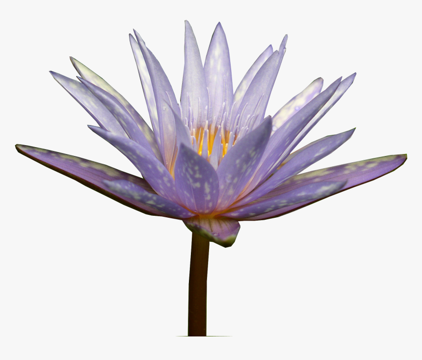 Water Lily - Sacred Lotus, HD Png Download, Free Download