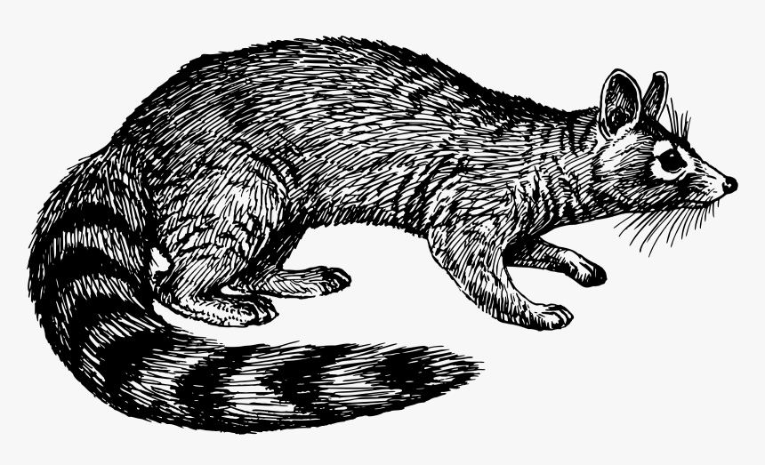 Ring-tail Cat Clip Arts - Civet Clipart Black And White, HD Png Download, Free Download