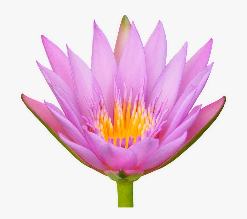Lotus Flower Water Lily Flora Isolated Transparent - Sacred Lotus, HD Png Download, Free Download