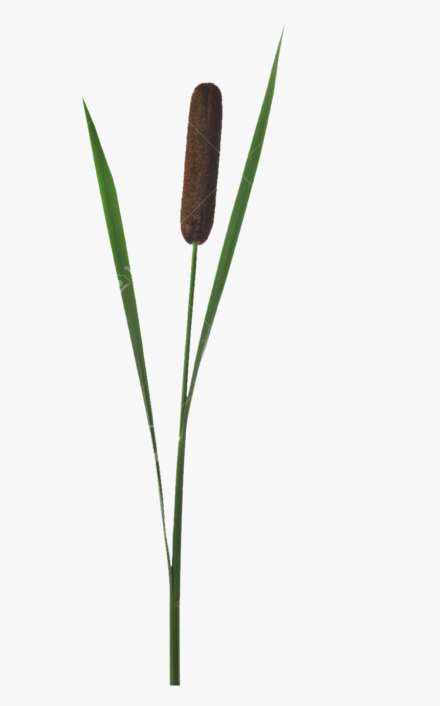 Beaver, Bog, Cattail, Dragonfly, Ecology, Eng, Fen, - Fritillaria, HD Png Download, Free Download