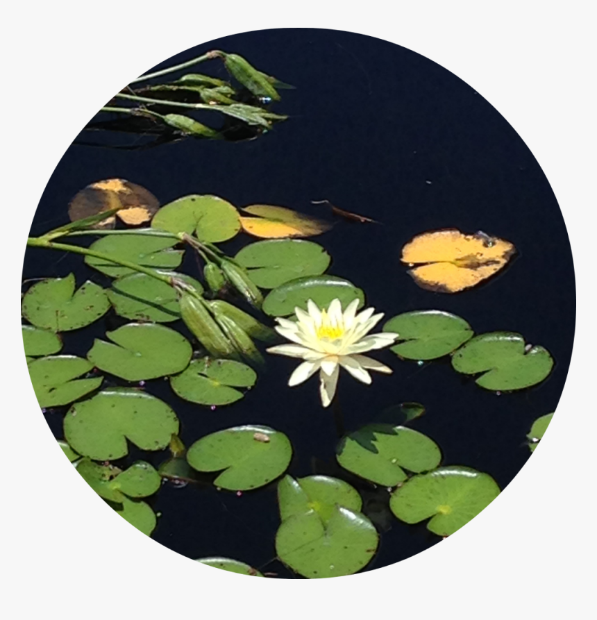 Transparent Lily Pads Png - Water Lily, Png Download, Free Download