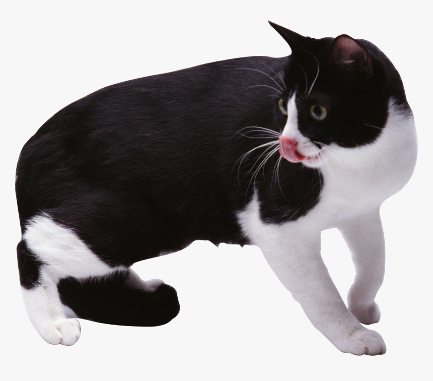 Cat Png - Cat, Transparent Png, Free Download