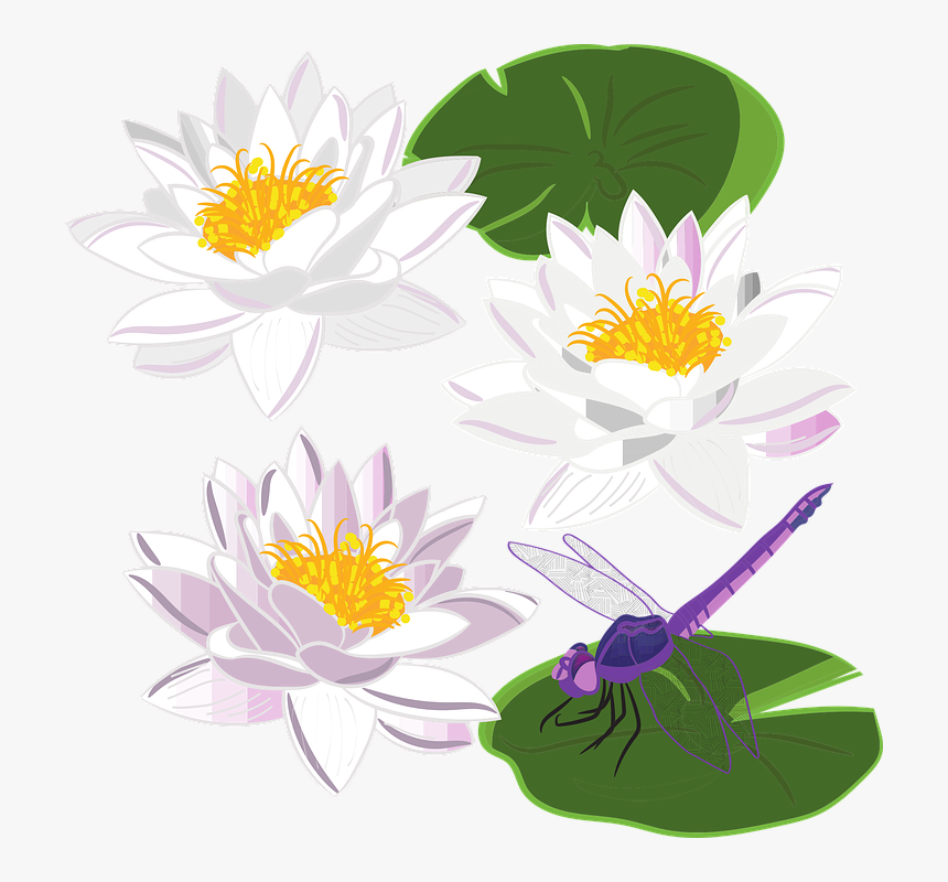 Water Lily, Lily, Flower, Pond, Plant, Flowers, Foliage - Water Lily, HD Png Download, Free Download
