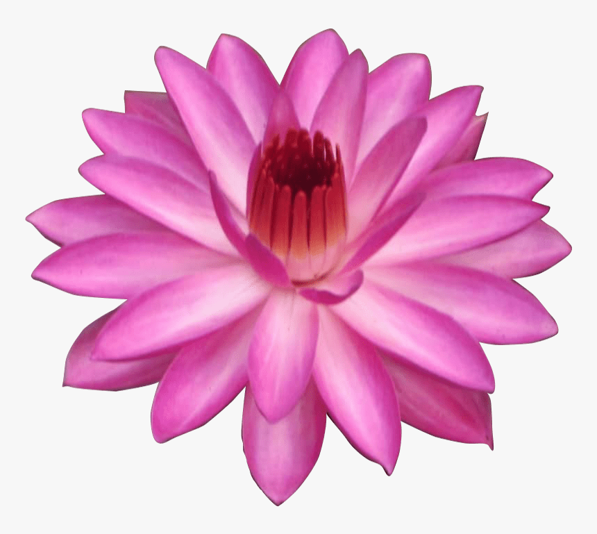 Sacred Lotus, HD Png Download, Free Download