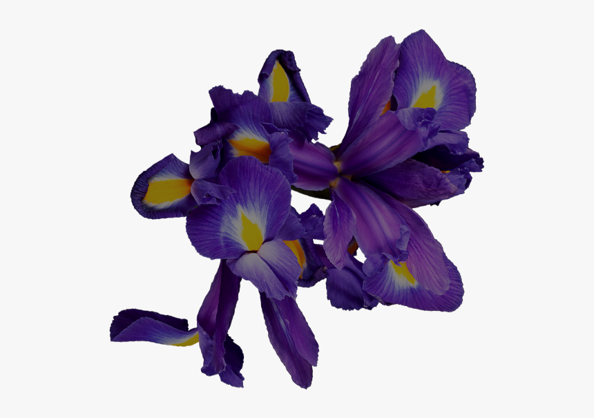 Iris Versicolor, HD Png Download, Free Download