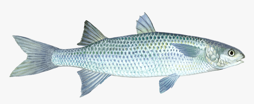 Mullet Fish Pictures Transparent , Png Download - Mullet Transparent Picture Fish, Png Download, Free Download