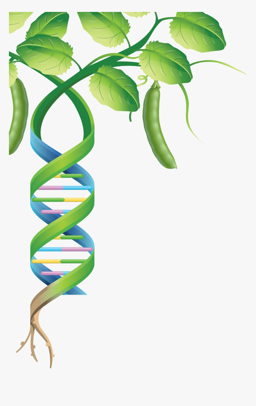 Mapping Genomes Pulses - Genoma De Una Planta, HD Png Download, Free Download