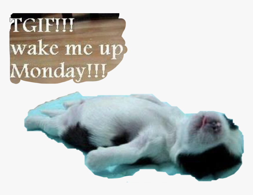 #tgif #monday #wakemeup #puppy #petsandanimals #text - Pictures, HD Png Download, Free Download