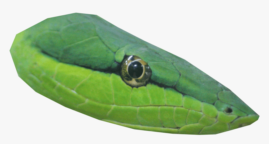 Transparent Snake Head , Png Download - Snake Head Transparent Background, Png Download, Free Download