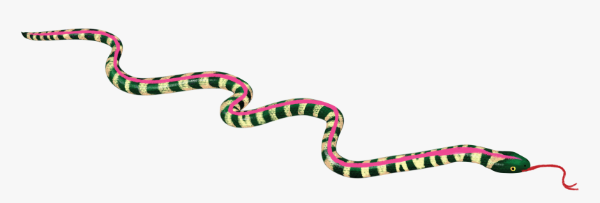 Snakes Colorado Feminism Portable Network Graphics - Pinesnake, HD Png Download, Free Download