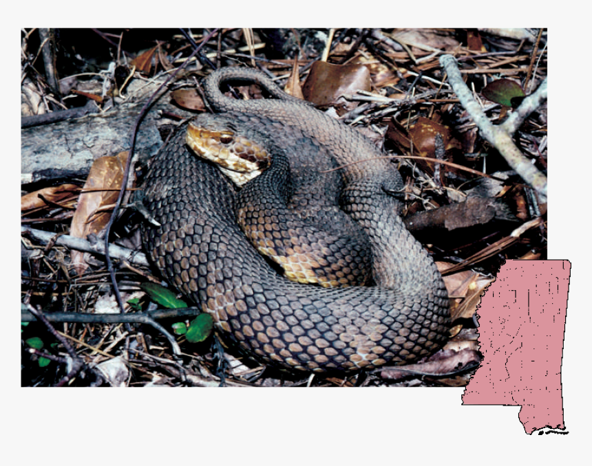 Cottonmouth Mississippi Snakes, HD Png Download, Free Download