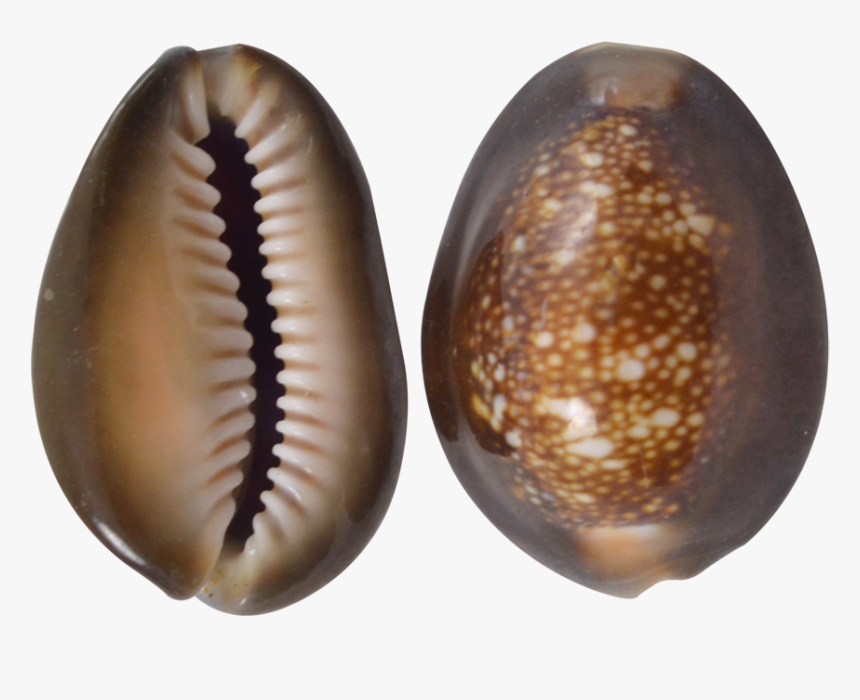 Snakehead Cowrie Craft Seashells 1-1 - Insect, HD Png Download, Free Download