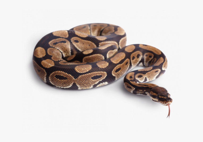 Ball Python Transparent, HD Png Download, Free Download