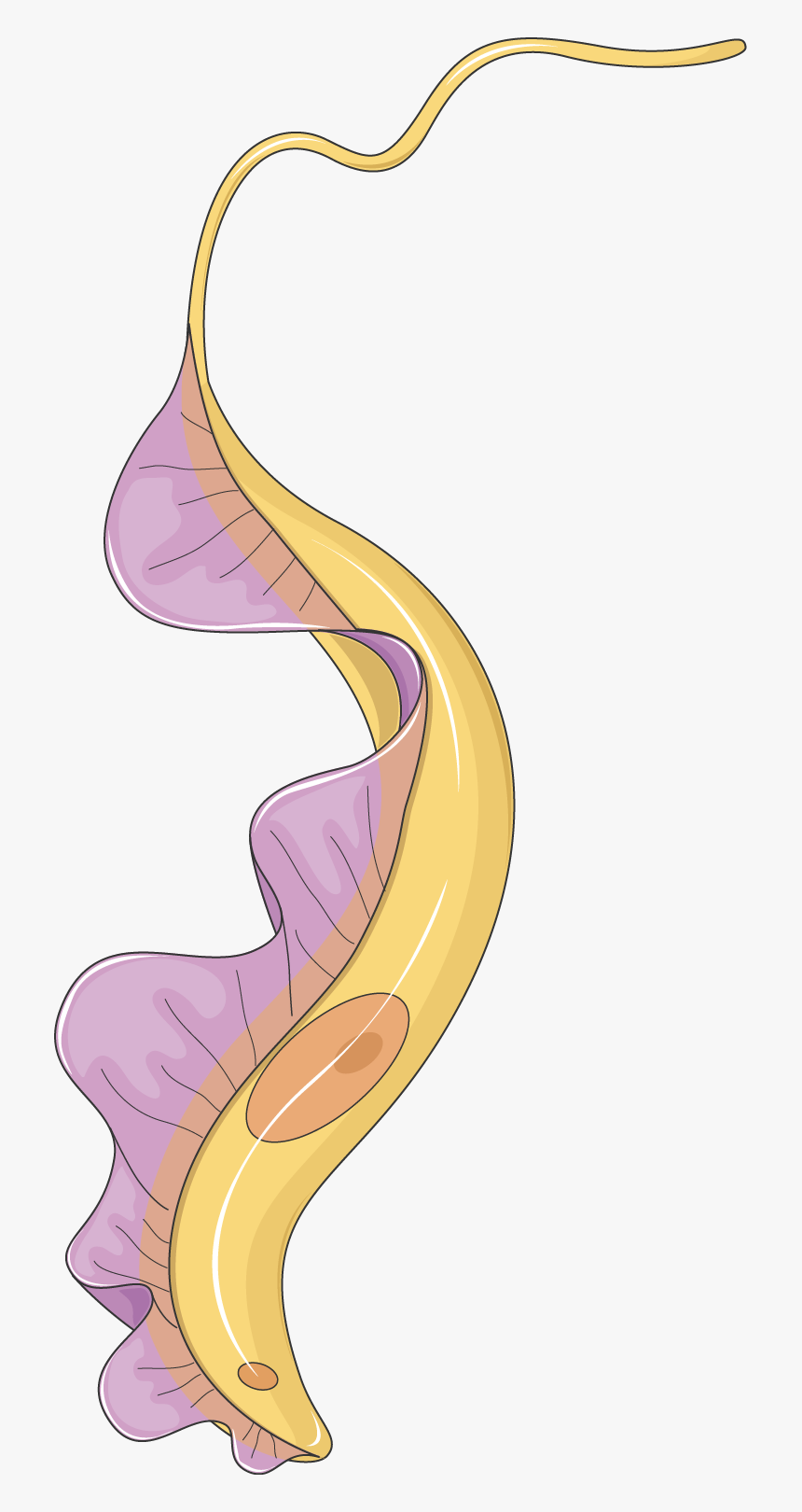 Trypanosome - Trypanosoma Png, Transparent Png, Free Download