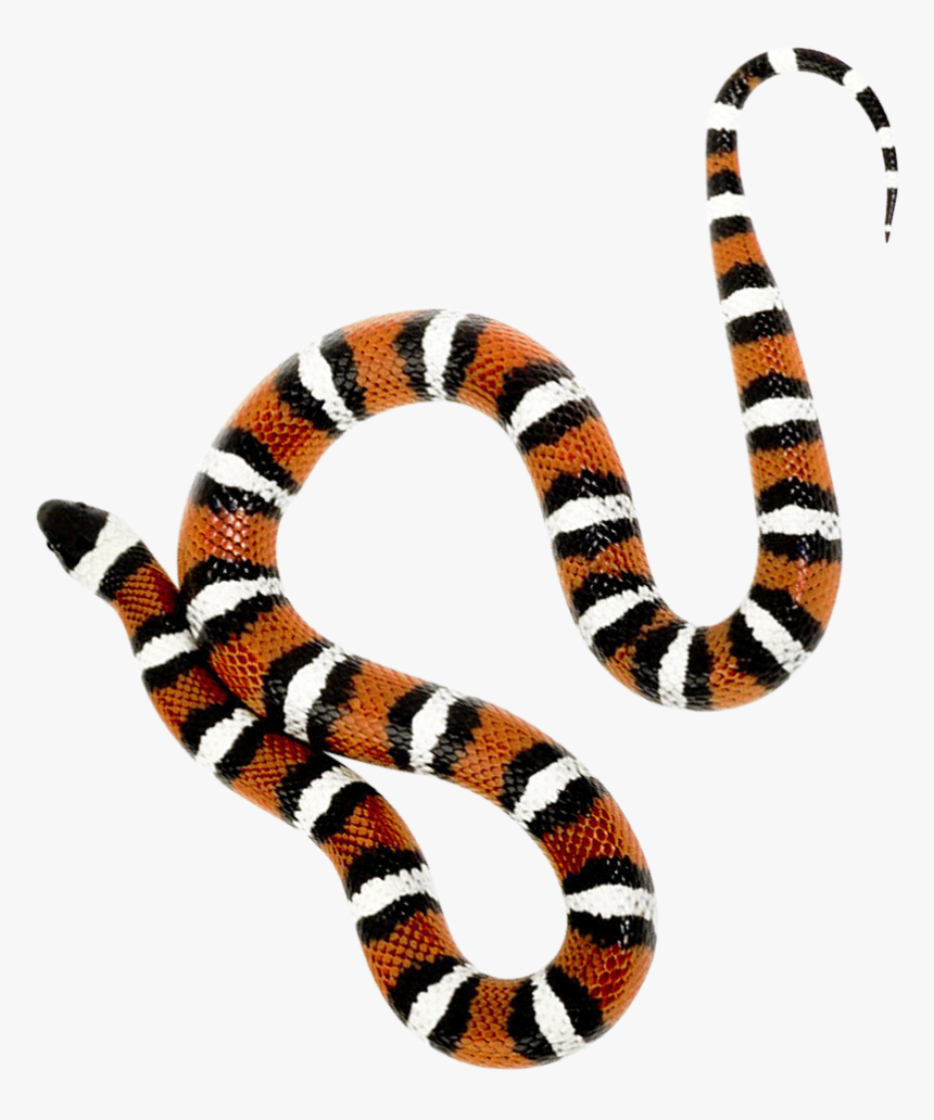 Reindeer Png Transparent Image - Milk Snake Png, Png Download, Free Download