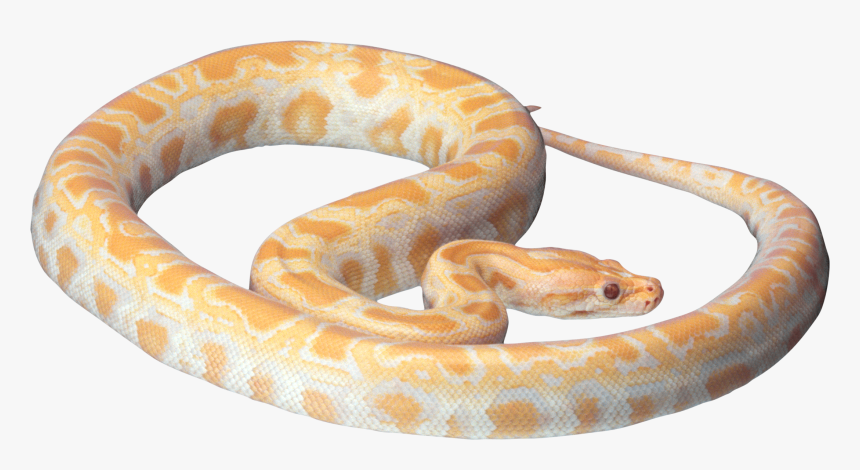 Snake Png Image Picture Download Free - Pet Snake Png, Transparent Png, Free Download