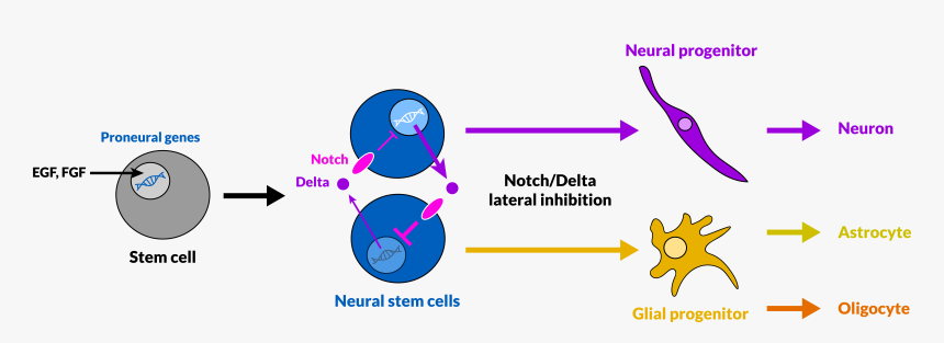 Neuro-gliogenesis Via Lateral Inhibition - Gliogenesis, HD Png Download, Free Download