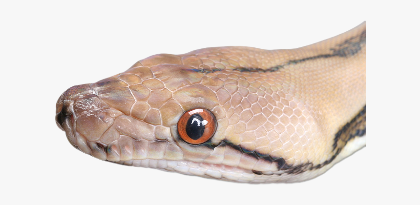 Snake Png Photo - Snake Head Png, Transparent Png, Free Download