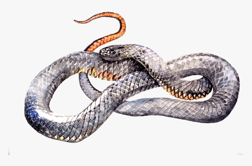 Serpent , Png Download - Serpent, Transparent Png, Free Download