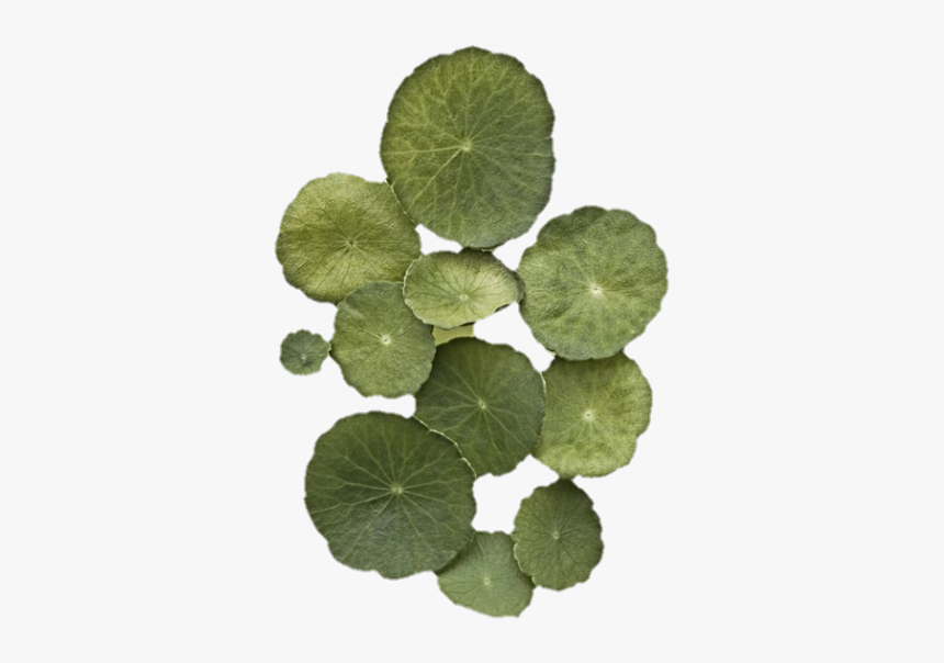 Coltsfoot, HD Png Download, Free Download