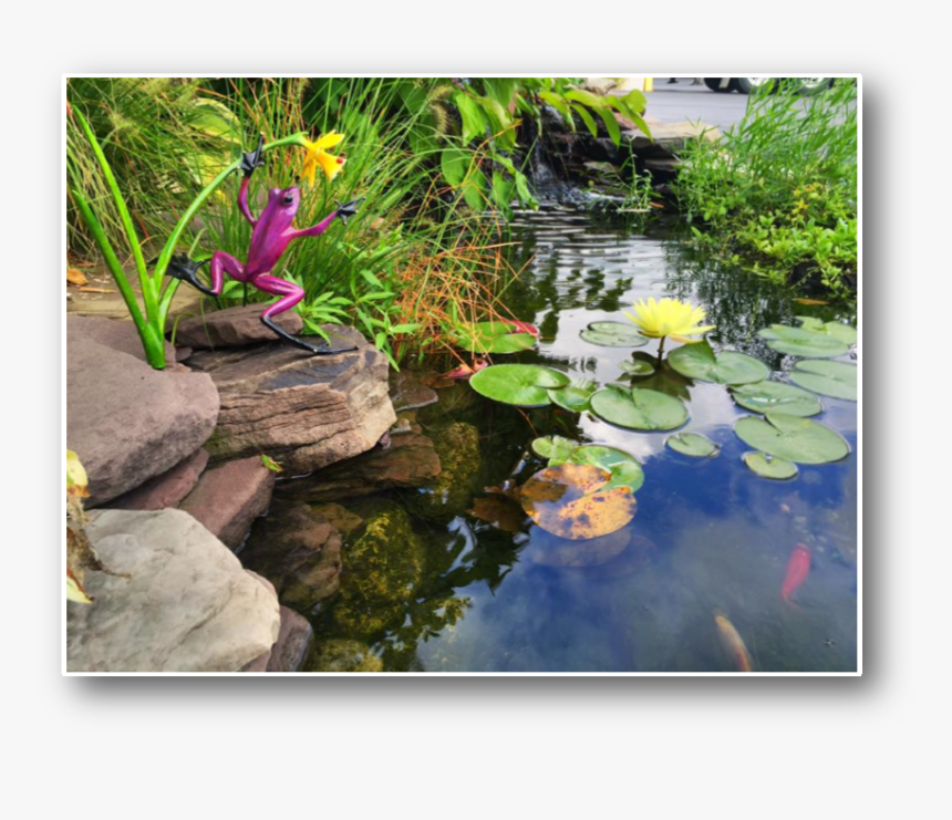 Clip Art Koi Goldfish Ponds Nh - Fish Pond, HD Png Download, Free Download