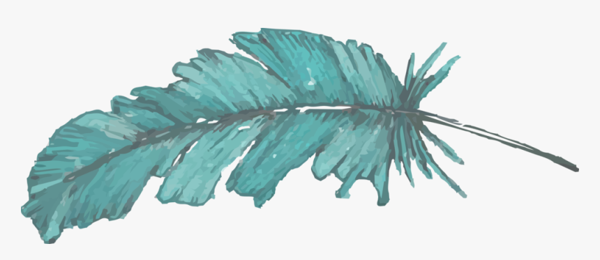 Transparent Watercolor Feather Png - Pond Pine, Png Download, Free Download