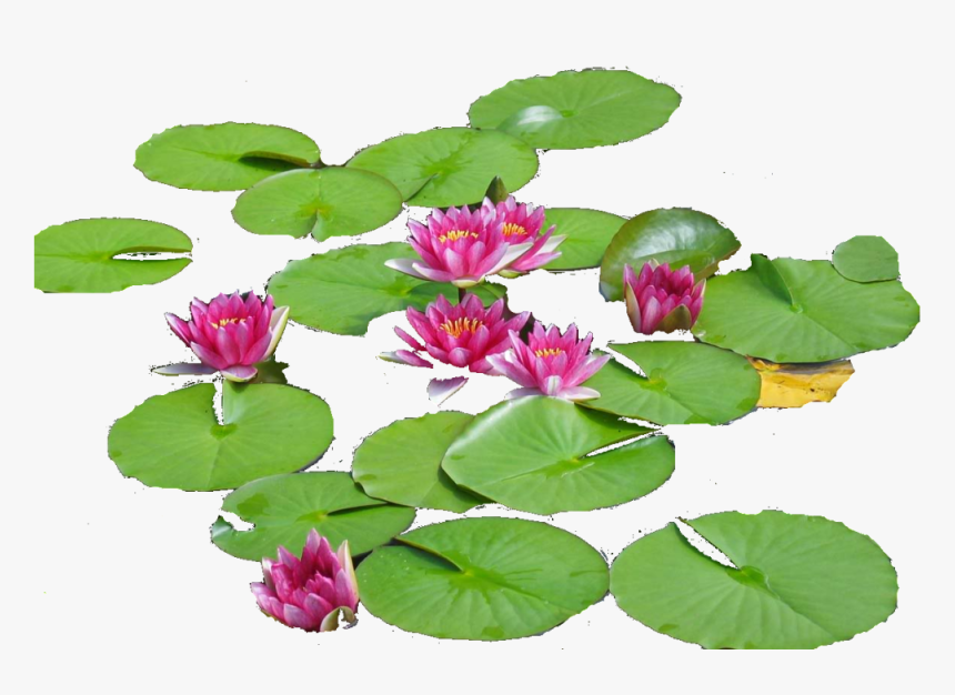 Pond Png, Transparent Png, Free Download