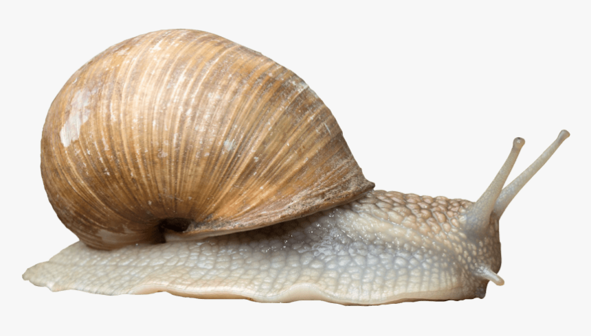 Pond Snails Gastropods Portable Network Graphics Snail - Snail Png, Transparent Png, Free Download