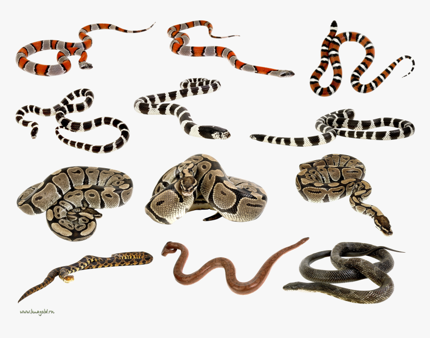 Snakes Clipart Png Images - Snakes Clipart, Transparent Png, Free Download