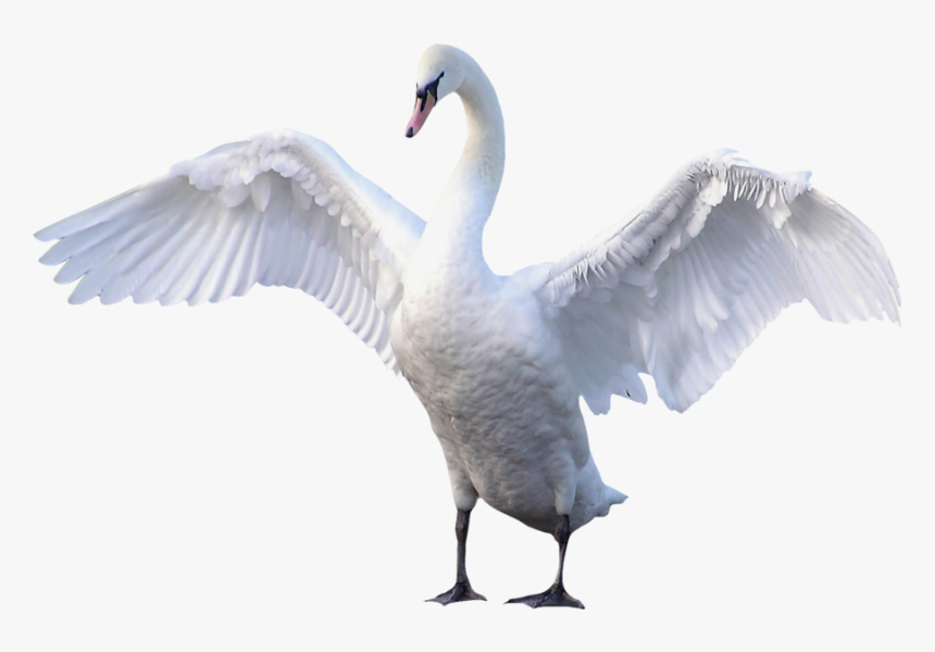 Swan Transparent - Swan Png, Png Download, Free Download