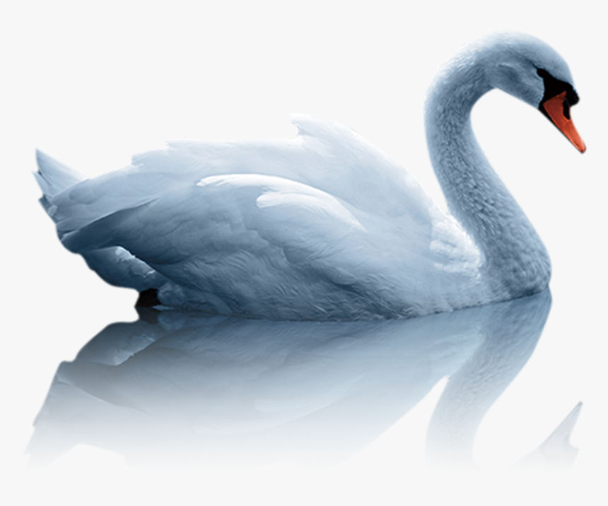 Mute Swan Duck White Swan - Hd Images Of Duck Png, Transparent Png, Free Download