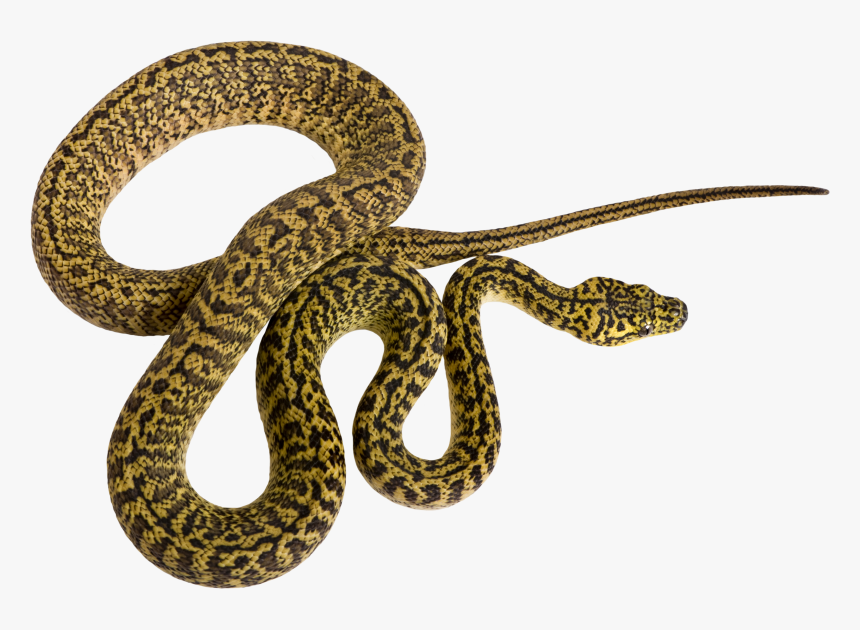 19 Rattlesnake Vector Pattern Huge Freebie Download - Serpiente Animal Png, Transparent Png, Free Download