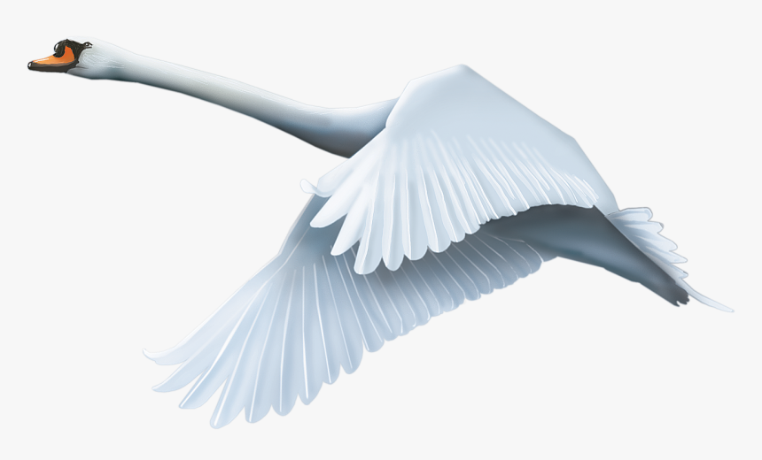 Download And Use Swan Transparent Png Image - Fly Swan Png, Png Download, Free Download