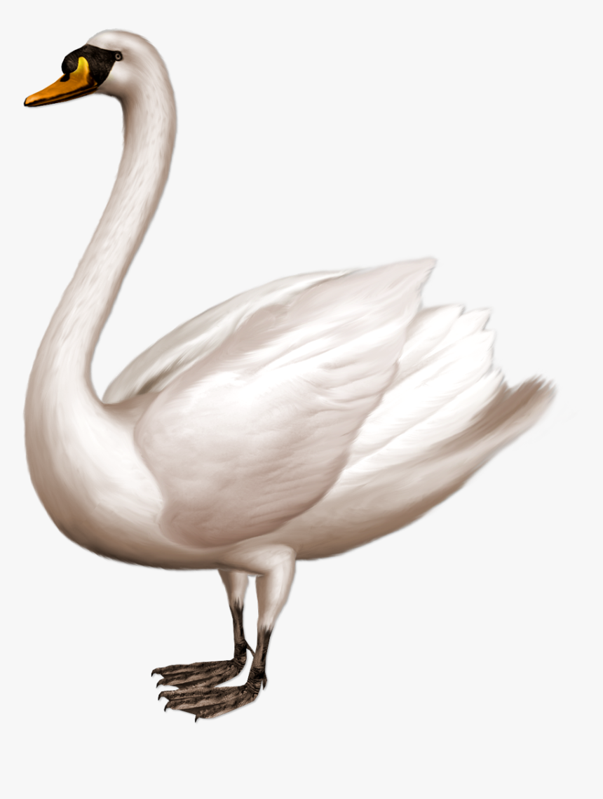 Png Swan, Transparent Png, Free Download