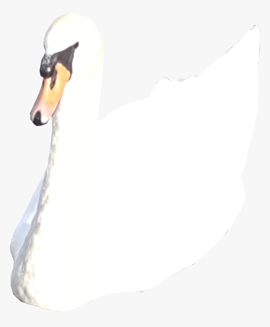 White Swan No Background - Tundra Swan, HD Png Download, Free Download