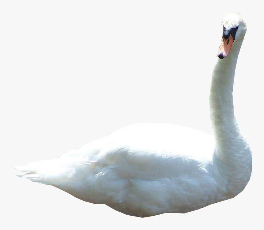 Swan Png - Transparent Swan, Png Download, Free Download