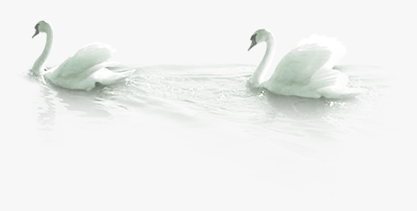 Mute Swan Bird Duck - Tundra Swan, HD Png Download, Free Download